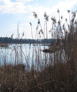 Das Schwenninger Moos hat zu jeder Jahreszeit seine besonderen Reize ... mal idyllisch...